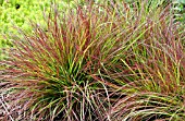 PENNISETUM ALOPECUROIDES BURGUNDY BUNNY