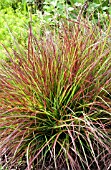 PENNISETUM ALOPECUROIDES BURGUNDY BUNNY