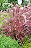 PENNISETUM SETACEUM RUBRUM FIREWORKS