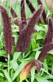 PENNISETUM GLAUCUM JADE PRINCESS ORNAMENTAL MILLET