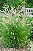 PENNISETUM ORIENTALE KARLEY ROSE