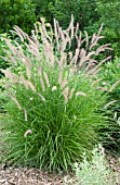 PENNISETUM ORIENTALE KARLEY ROSE