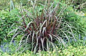 PENNISETUM PURPUREUM PRINCESS