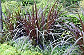 PENNISETUM PURPUREUM PRINCESS