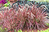 PENNISETUM SETACEUM RUBRUM FIREWORKS