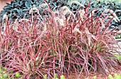 PENNISETUM SETACEUM RUBRUM FIREWORKS