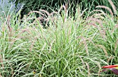 PENNISETUM SETACEUM SKY ROCKET