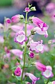 PENSTEMON X MEXICALI CARILLO ROSE