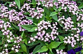 PENTAS LANCEOLATA NORTHERN LIGHTS