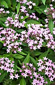 PENTAS LANCEOLATUS NORTHERN LIGHTS LAVENDER