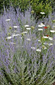 PEROVSKIA ATRIPLICIFOLIA AND DAUCUS CAROTA