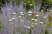 PEROVSKIA ATRIPLICIFOLIA AND DAUCUS CAROTA