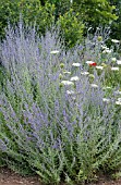 PEROVSKIA ATRIPLICIFOLIA AND DAUCUS CAROTA