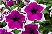 PETUNIA CASCADIAS RIM PURPLE