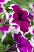 PETUNIA CASCADIAS RIM PURPLE