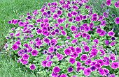 PETUNIA FAMOUS VIOLET PICOTEE