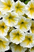 PETUNIA SUNRAY