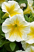 PETUNIA SUNRAY