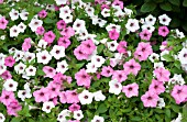 PETUNIA SUPERTUNIA VISTA BUBBLEGUM FUCHSIA AND SILVER