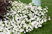 PETUNIA SUPERTUNIA VISTA SILVERBERRY