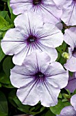 PETUNIA SWEETUNIA BLUEBERRY ICE