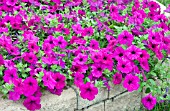 PETUNIA WAVE PURPLE IMPROVED