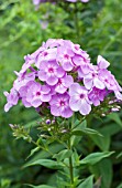 PHLOX PANICULATA DAVIDS LAVENDER