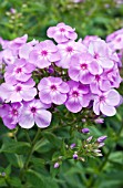 PHLOX PANICULATA DAVIDS LAVENDER