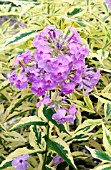 PHLOX PANICULATA SHOCKWAVE