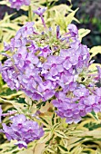 PHLOX PANICULATA SHOCKWAVE