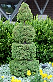 PICEA GLAUCA CONICA SPIRAL TOPIARY