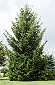 PICEA GLAUCA DENSATA