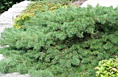 PINUS SYLVESTRIS HILLSIDE CREEPER