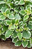 PLECTRANTHUS COLEOIDES VARIEGATA