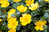 PORTULACA OLERACEA PAZAZZ JUMBO YELLOW