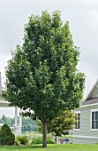 PYRUS CALLERYANA CHANTICLEER