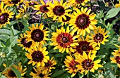 RUDBECKIA DENVER DAISY