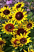 RUDBECKIA DENVER DAISY