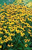 RUDBECKIA FULGIDA GOLDSTURM