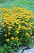 RUDBECKIA FULGIDA GOLDSTURM