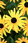 RUDBECKIA FULGIDA GOLDSTURM