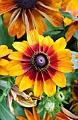 RUDBECKIA HIRTA CAPPUCCINO