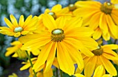 RUDBECKIA HIRTA PRAIRIE SUN