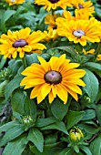 RUDBECKIA HIRTA TIGER EYE GOLD