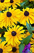 RUDBECKIA HIRTA TIGER EYE GOLD