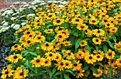 RUDBECKIA HIRTA TIGER EYE GOLD