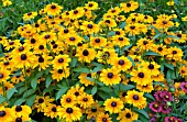 RUDBECKIA HIRTA TIGER EYE GOLD