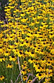 RUDBECKIA SPECIOSA VIETTES LITTLE SUZY