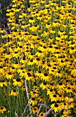 RUDBECKIA SPECIOSA VIETTES LITTLE SUZY