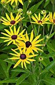 RUDBECKIA SUBTOMENTOSA